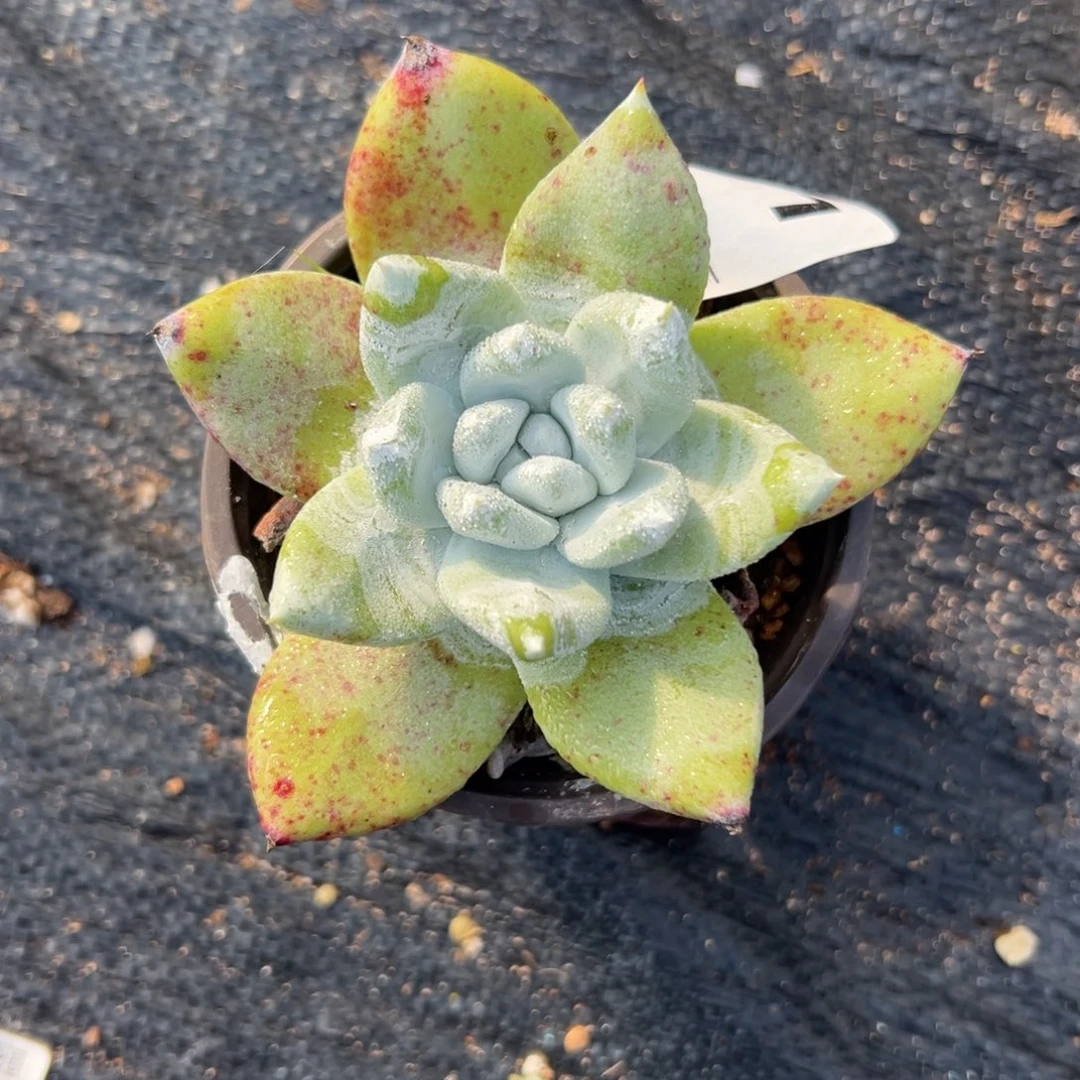 西***手谢谢宝～一物一拍611