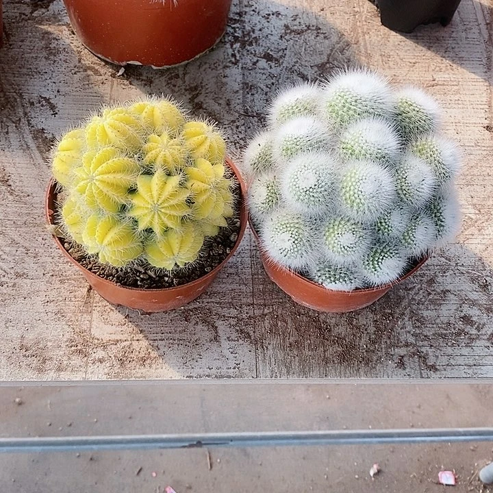 【闪购商品】仙人球