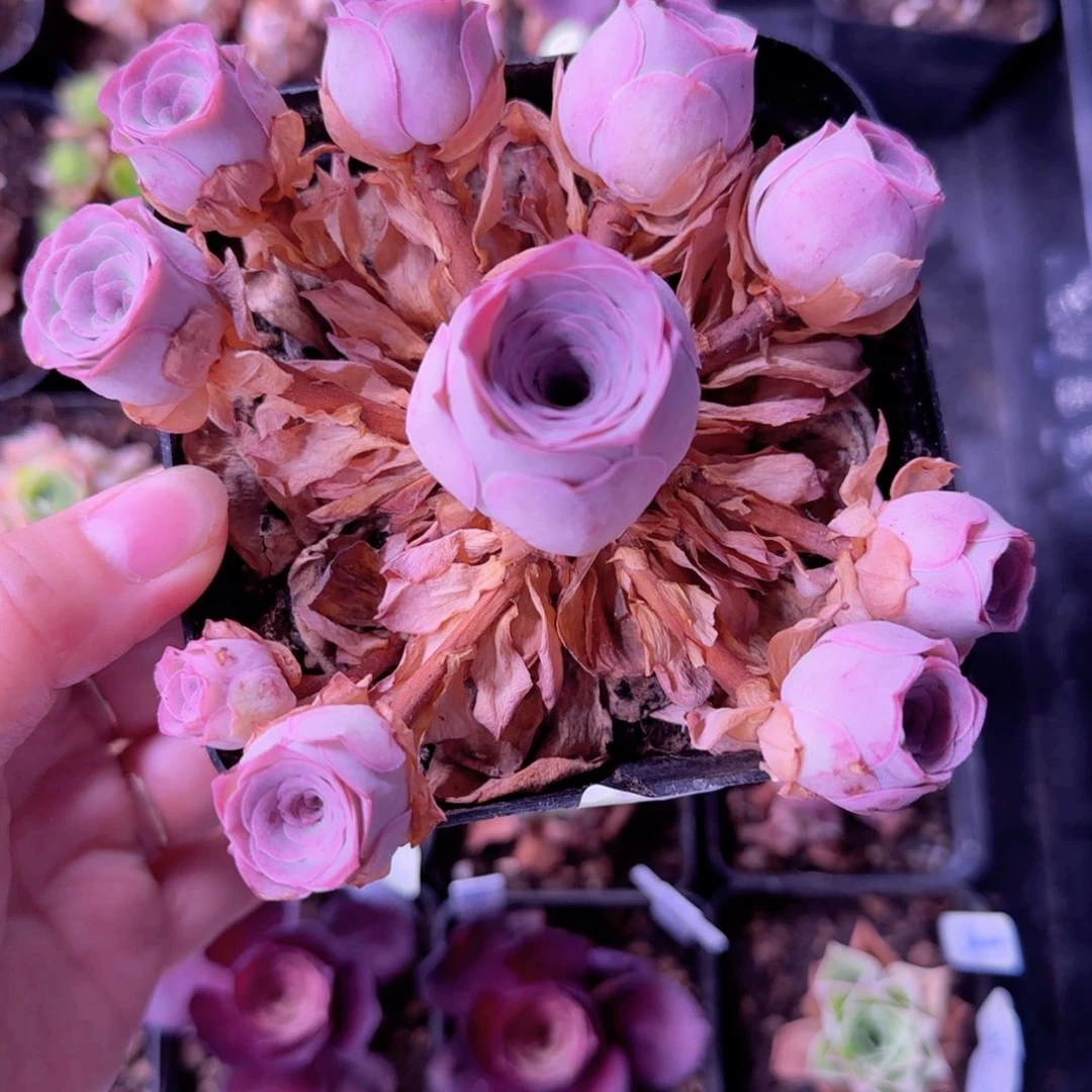 温***羊半城玫瑰开播福利374