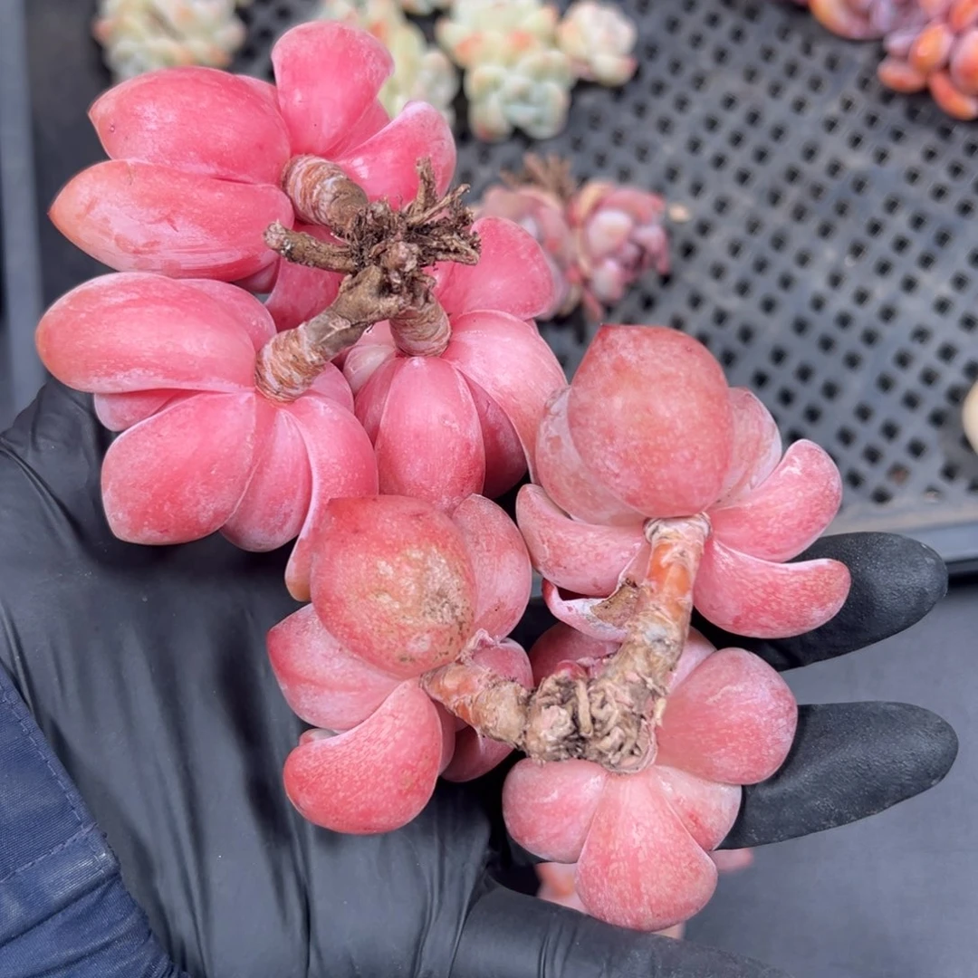 农****拳俩个星影三头0000000000000