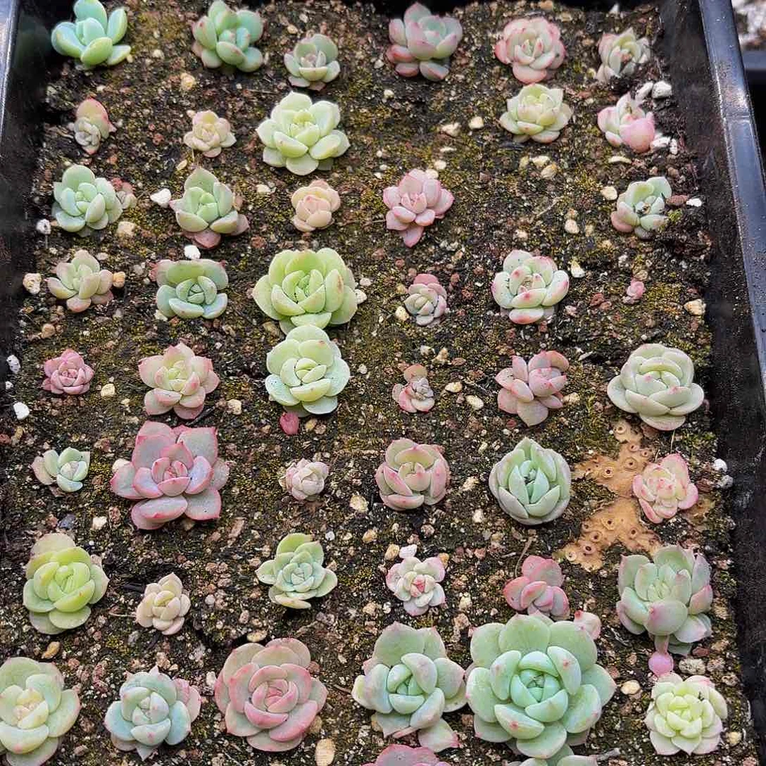 多肉植物多肉植物30