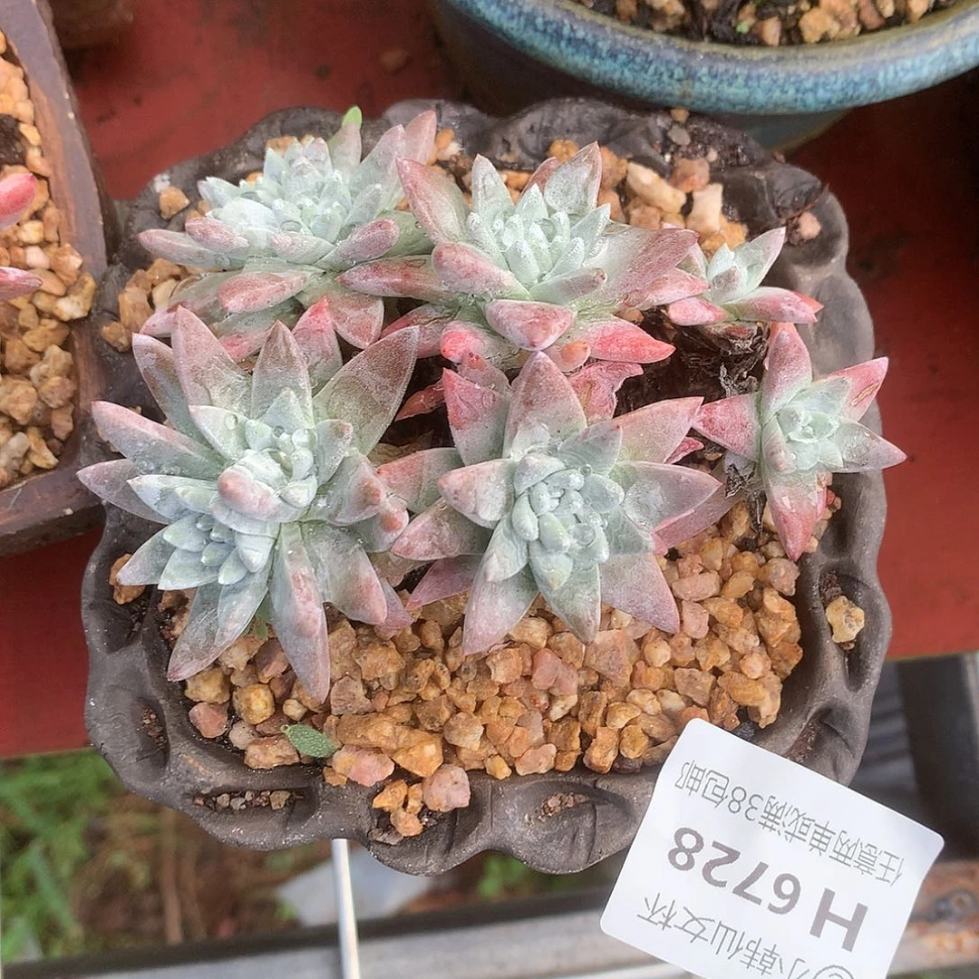6728韩白菊仙女杯多肉