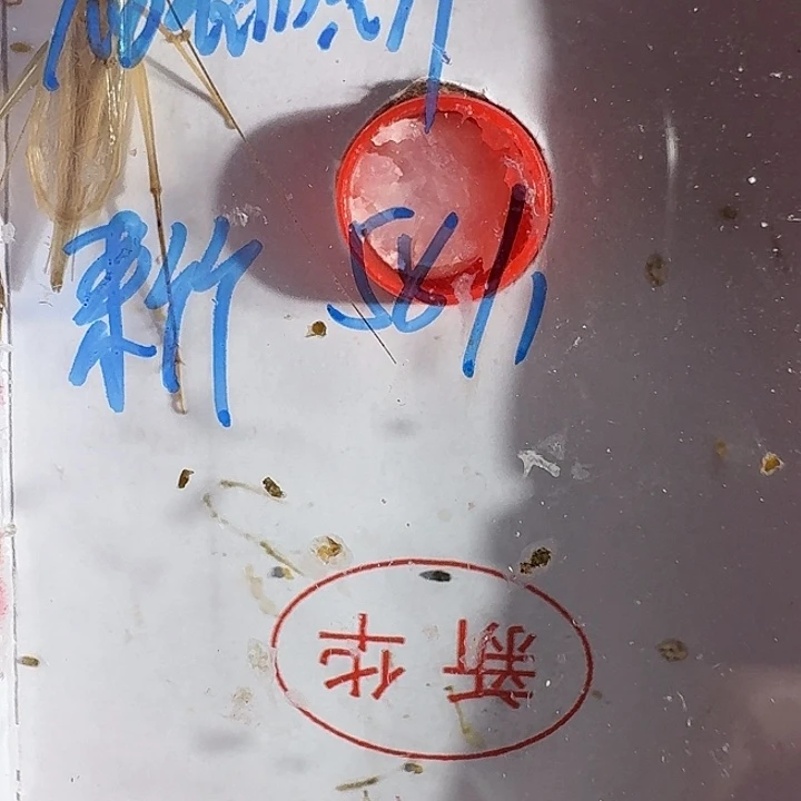 福***斯蟋蟀11111111111111