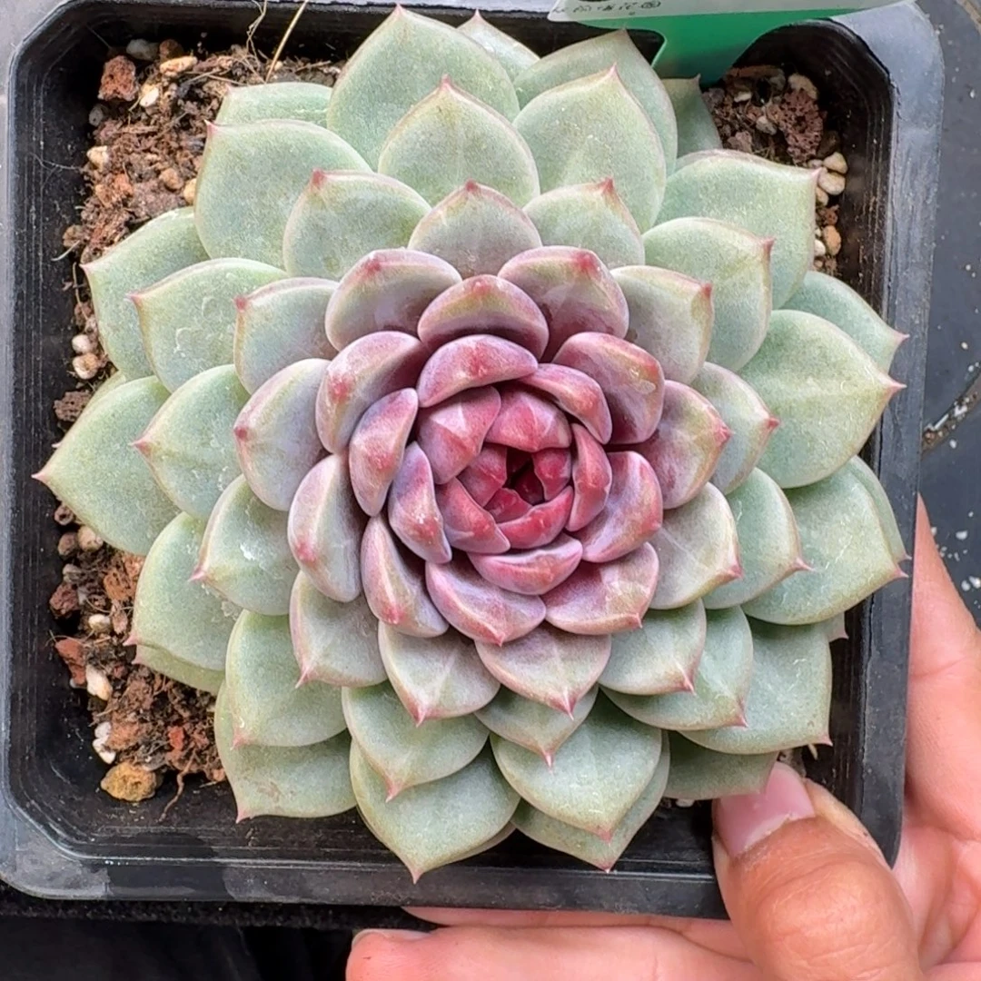 从前慢花园多肉编号1123.403