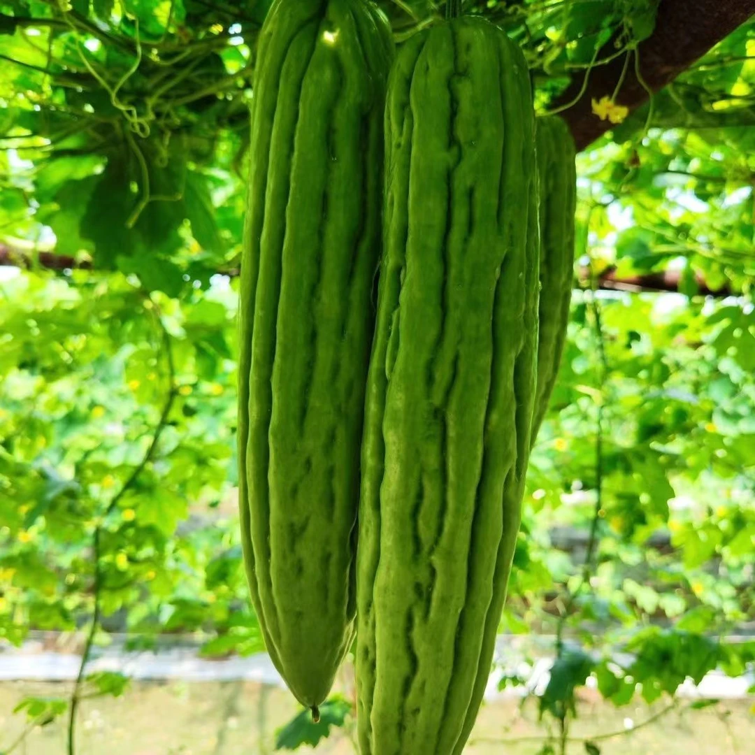 [苦瓜]正宗潮蔬潮味【本地苦瓜】/【大丁苦瓜】省内顺丰 京东包邮蔬菜
