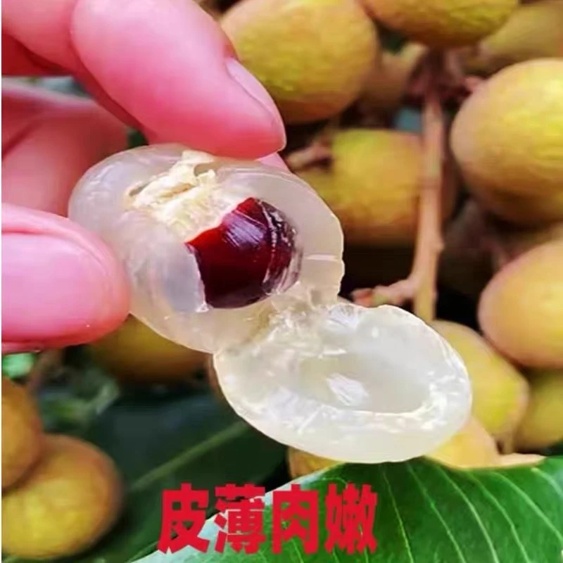 【顺丰包邮】正宗四川储凉石硖龙眼金沙江边现摘现发甜蜜多汁