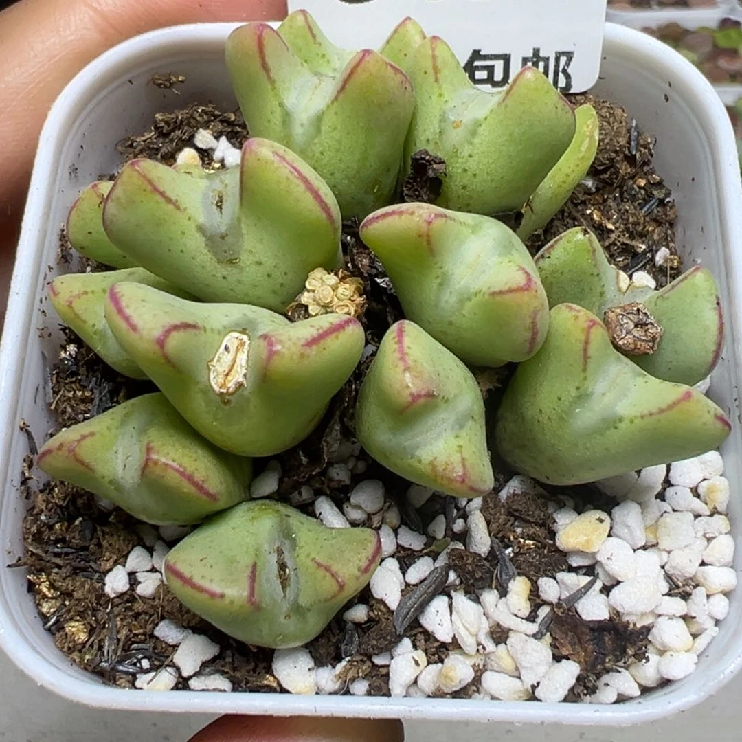 【闪购商品】845……