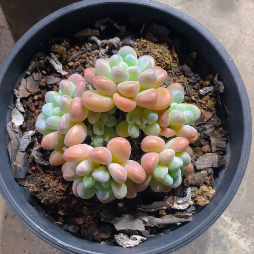 香玉多肉植物一棵