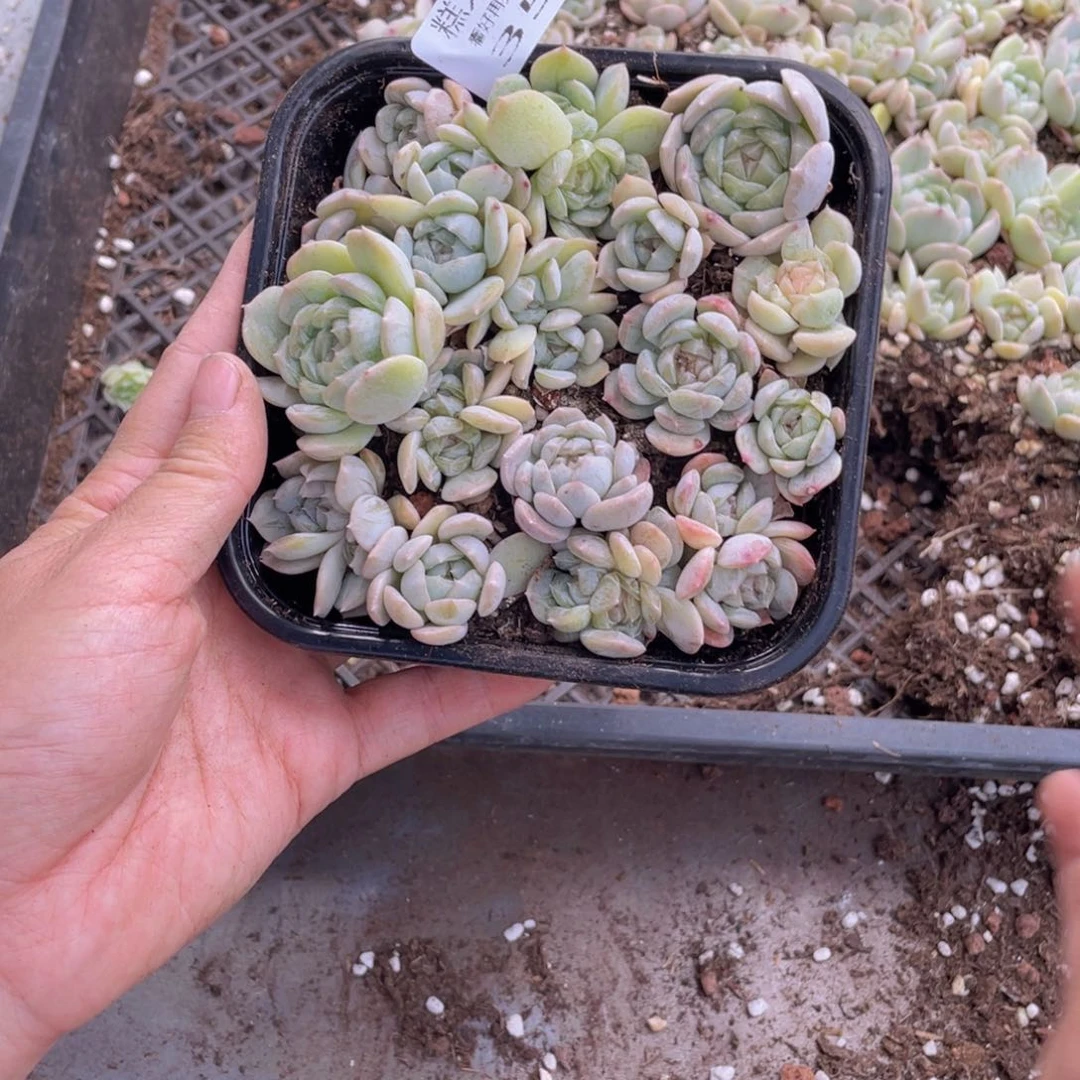 糕大上多肉植物350
