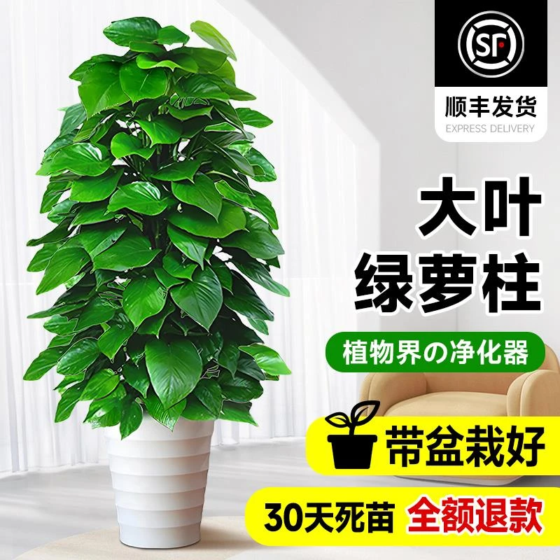 大叶绿萝柱盆栽吸甲醛大型绿植室内招财旺宅办公室绿箩客厅好养活