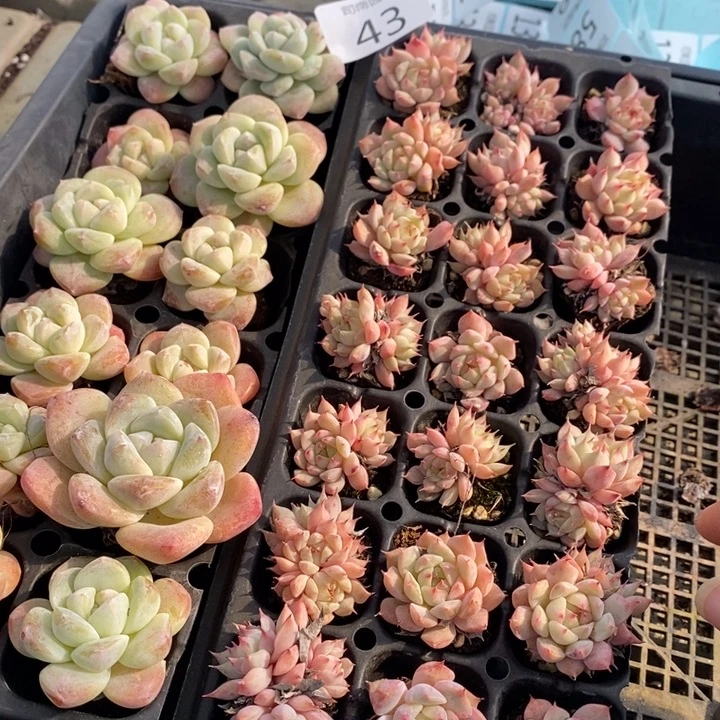 43 多肉植物盆栽花卉