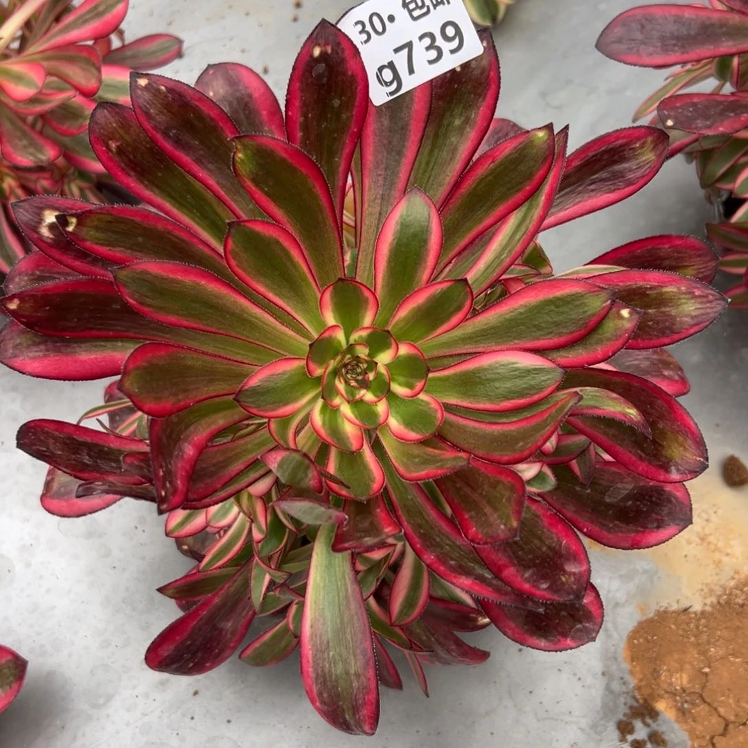 739香奶奶多肉法师