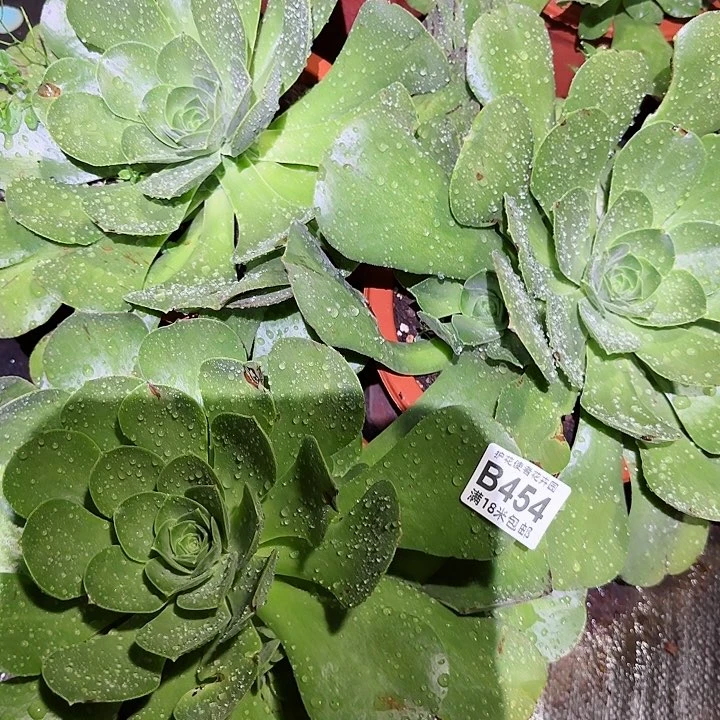 多肉法师香炉盘朵