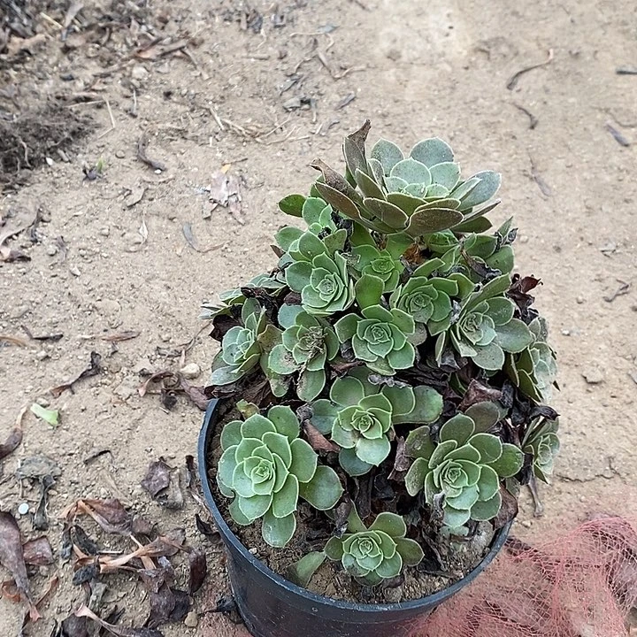 荷兰玫瑰多肉植物015