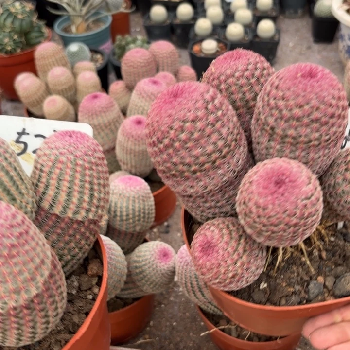 灵***师6052 527二个群生红太阳好美