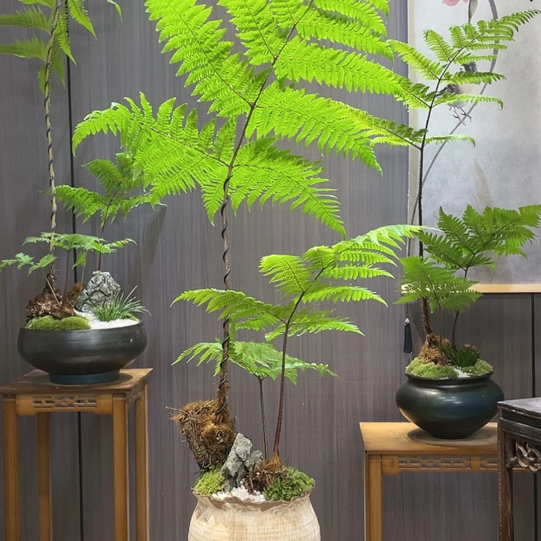 【闪购商品】丝*蕨