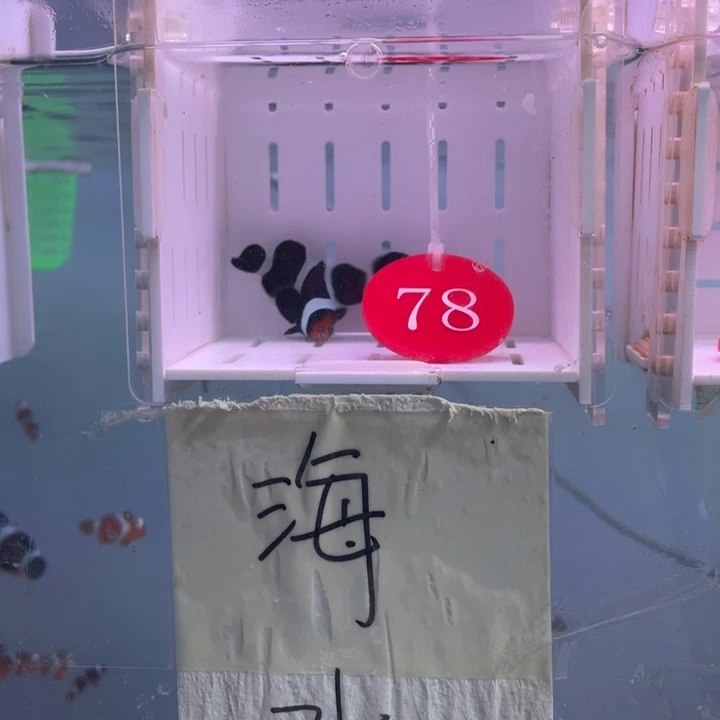 海水鱼精品奥黑2条4-5