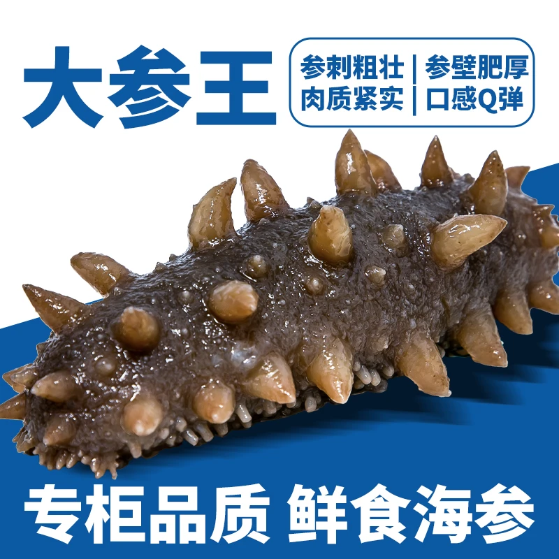 【澜珍阁】高品质鲜食海参4-6头9A 即食海刺参开袋即食单只独立包装