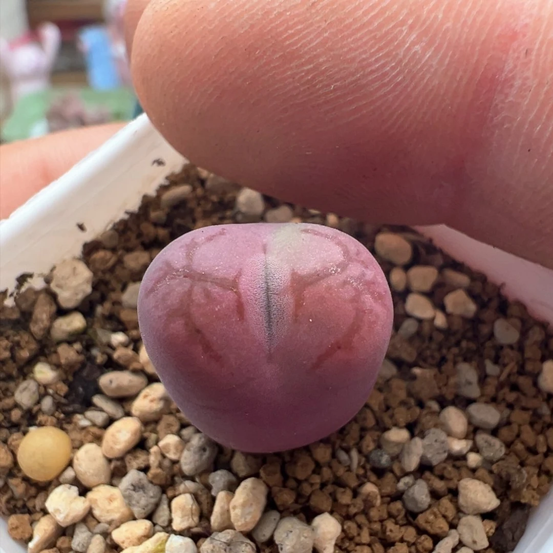 690。水蜜桃杂墨。福利