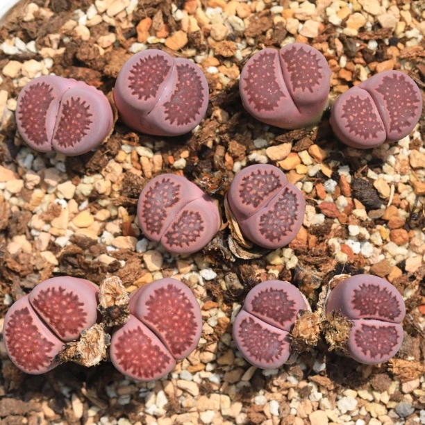 量拍一组5个/园艺紫巴里初代6年母本双头生石花