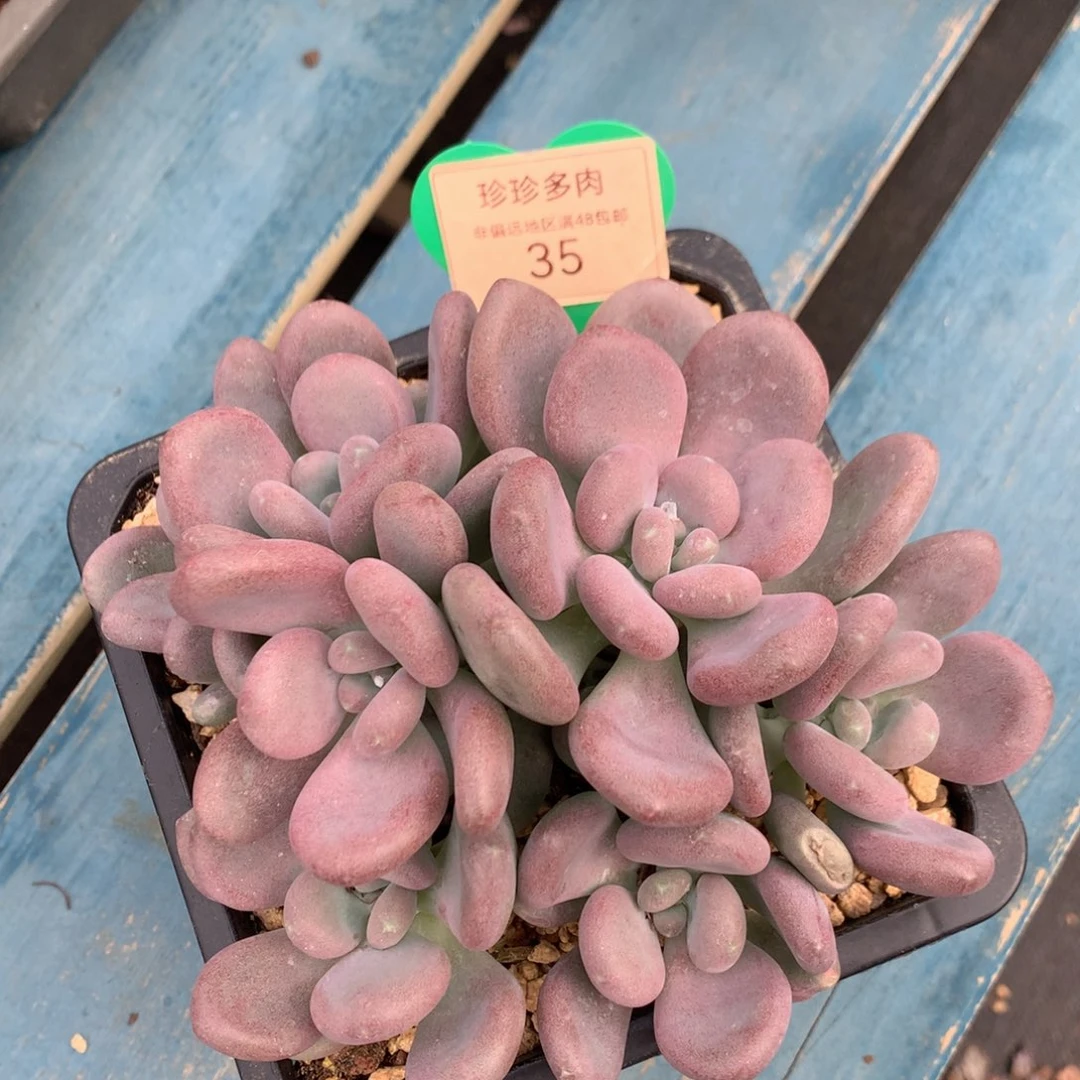 月美人老桩无砍平头35