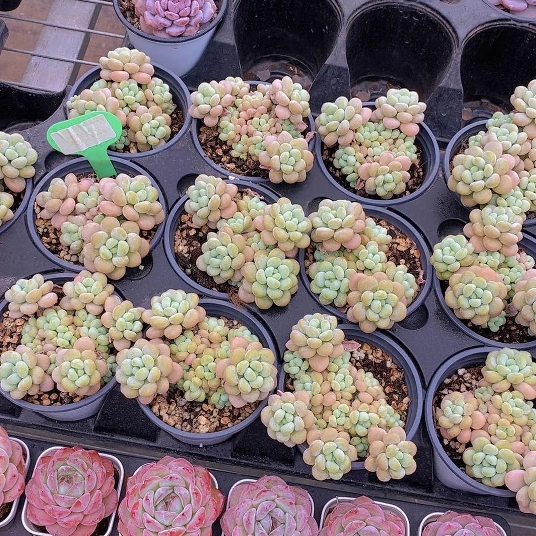 潜力股洛可可群福利一颗量拍