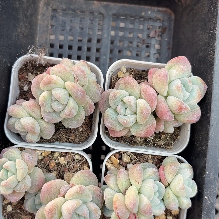 127 号到手1框一物一拍