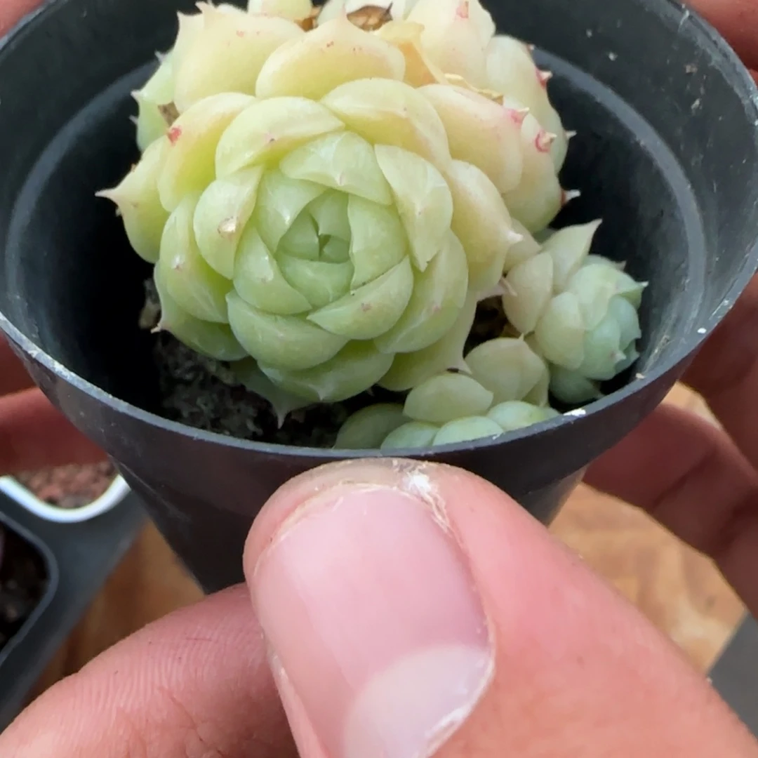 一物一拍麦秆珍妮03048