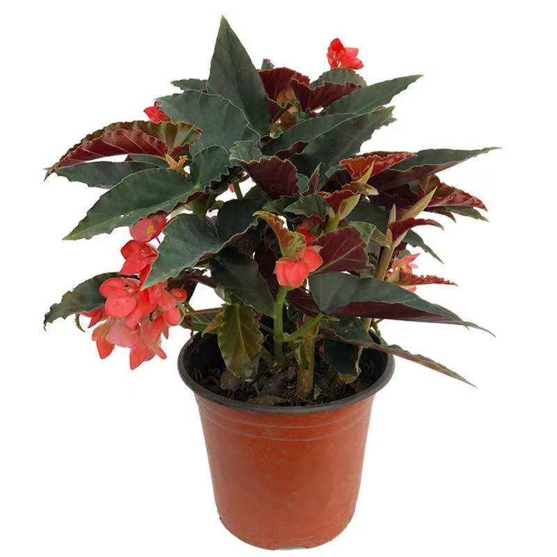 龙翅海棠花盆栽四季开花观赏植物花卉室内阳台客厅绿植好养花卉