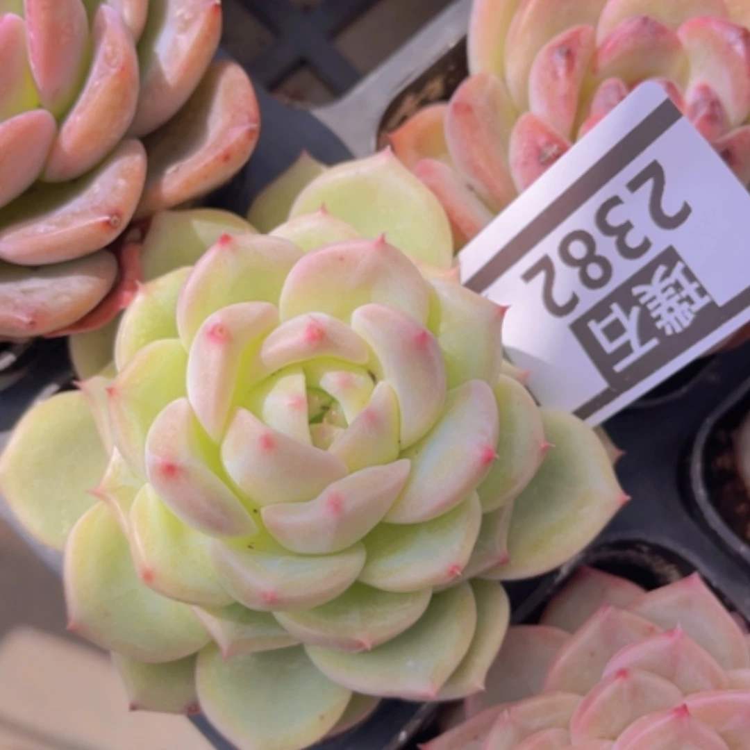 【闪购商品】杂2382