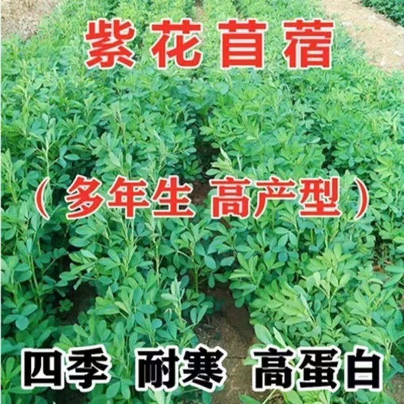 进口大叶紫花苜蓿草种子多年生四季牧草苜蓿草种籽鱼草兔猪牛羊鸡