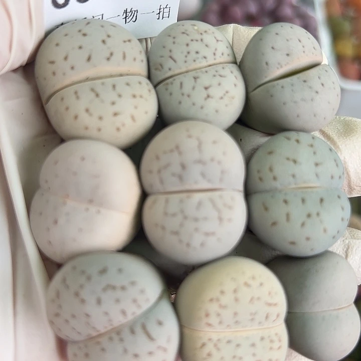 8897四年大白9个2-2.5cm