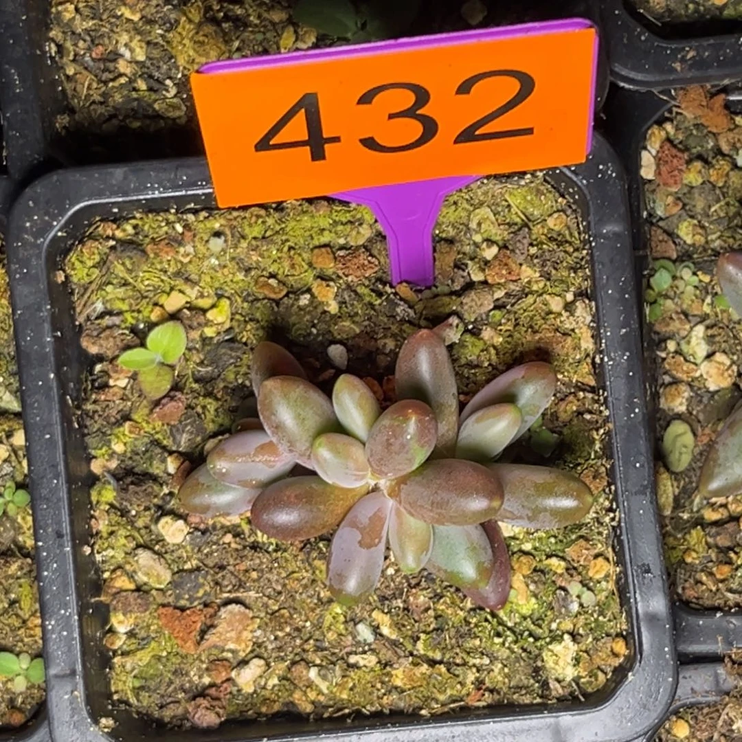 成***哥多肉植物烟花美人432