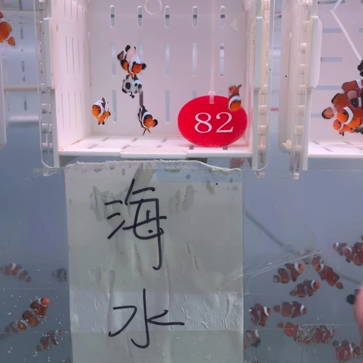 海水鱼精品混搭5条2.5-3