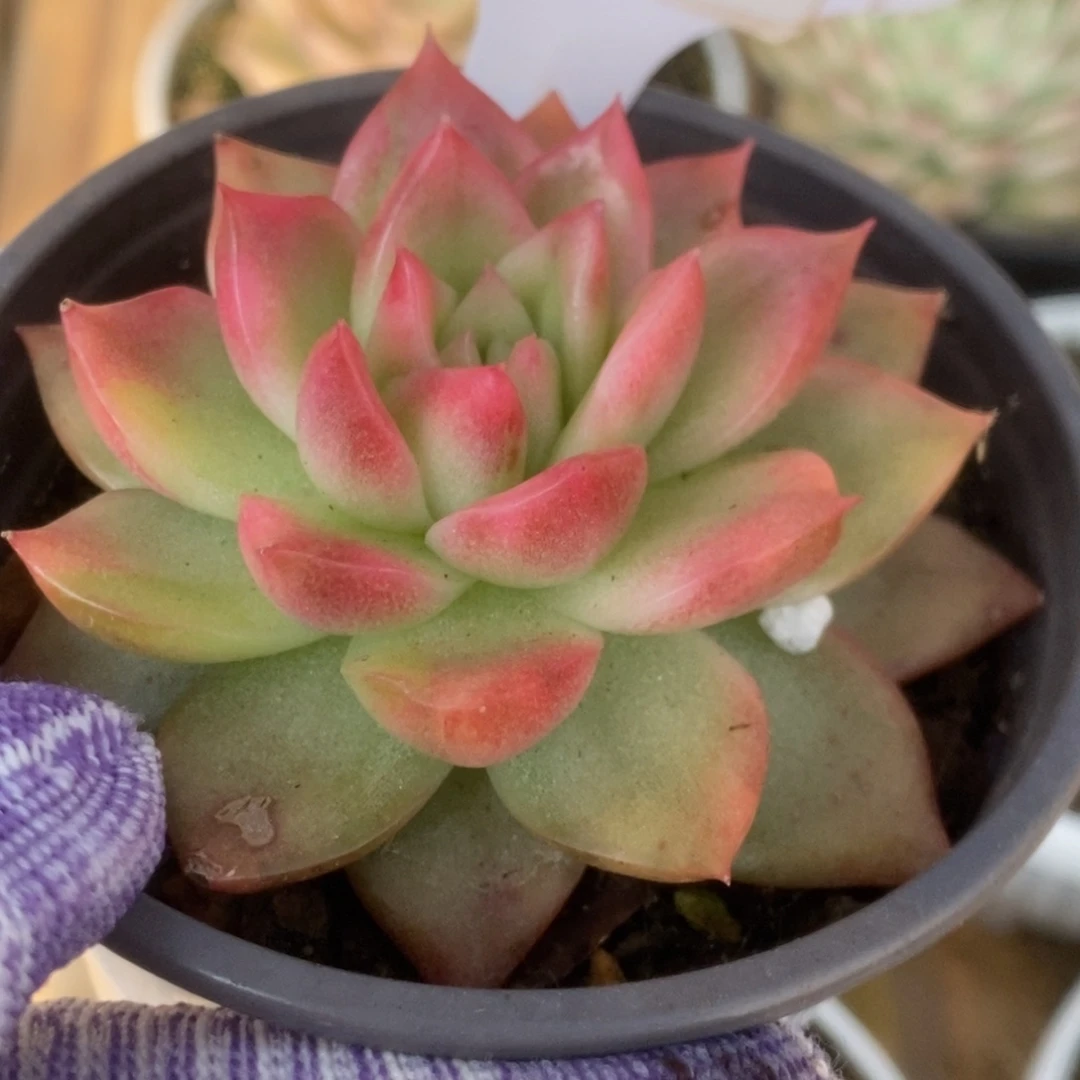 656弗兰克锦锦锦锦