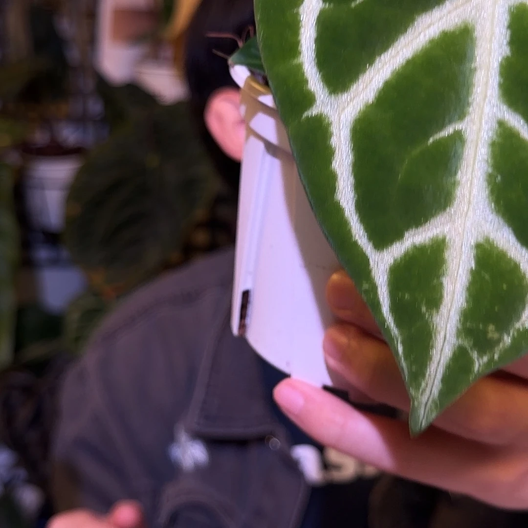 完全开放F423  优选撕裂纹