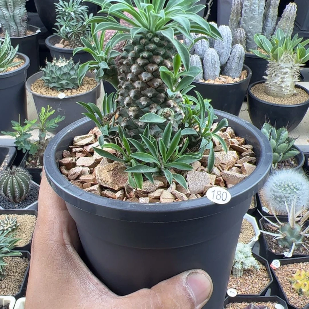 铁甲麒麟大戟一物一拍默认脱土发