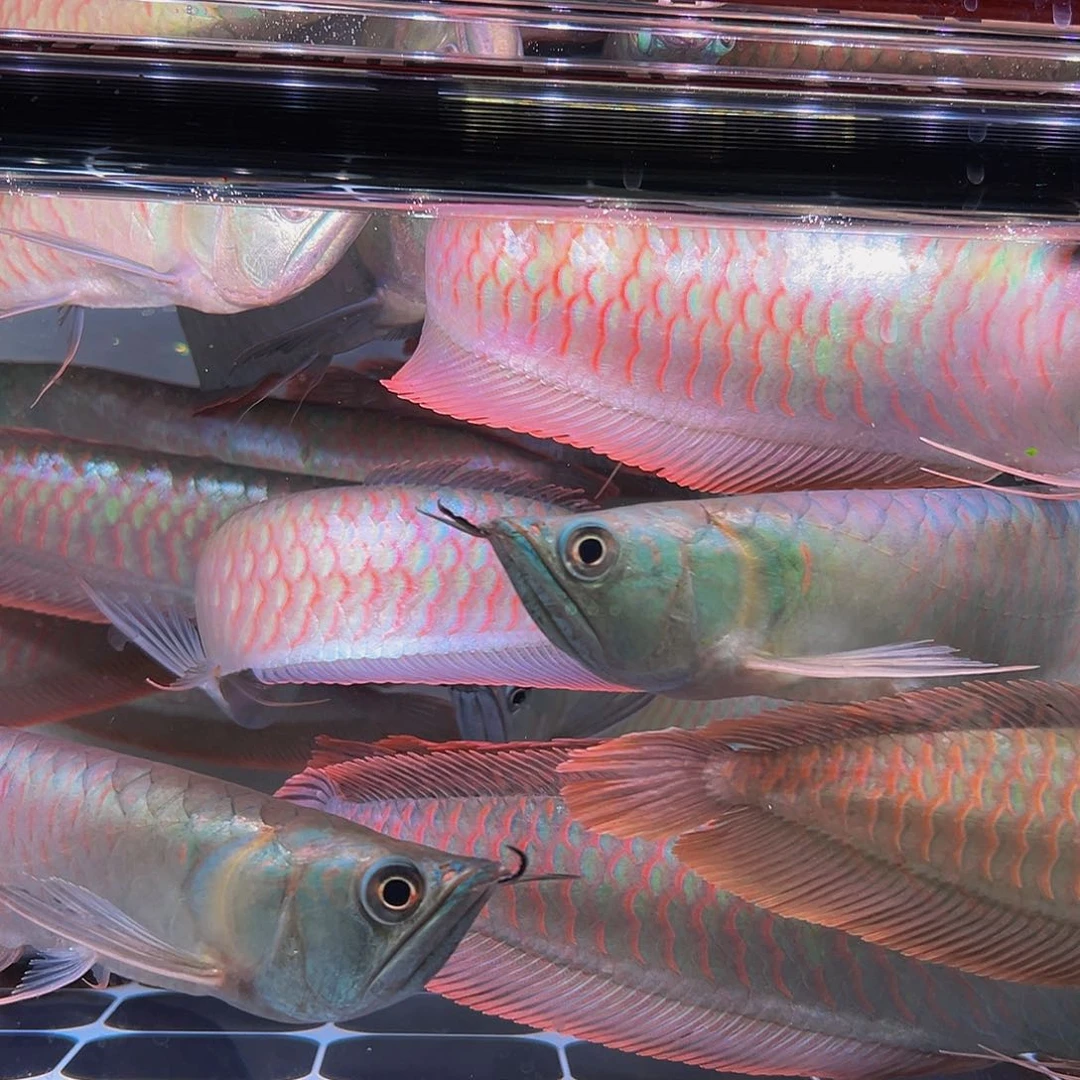 龙鱼海****！马来西亚七彩35