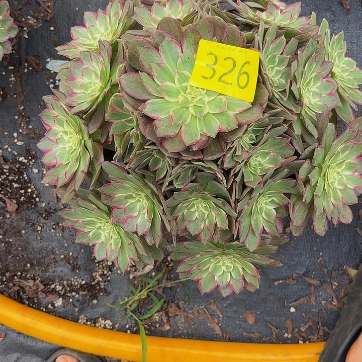 多肉植物福利326号