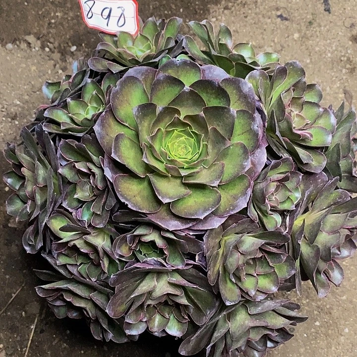 魅金玫瑰老桩捧花898号