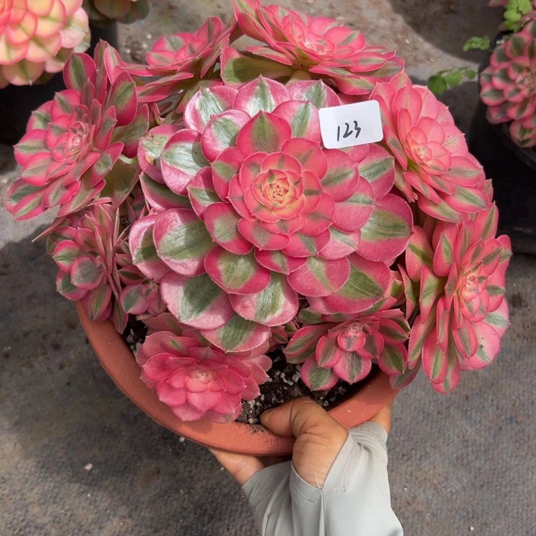 123倾城多肉植物系