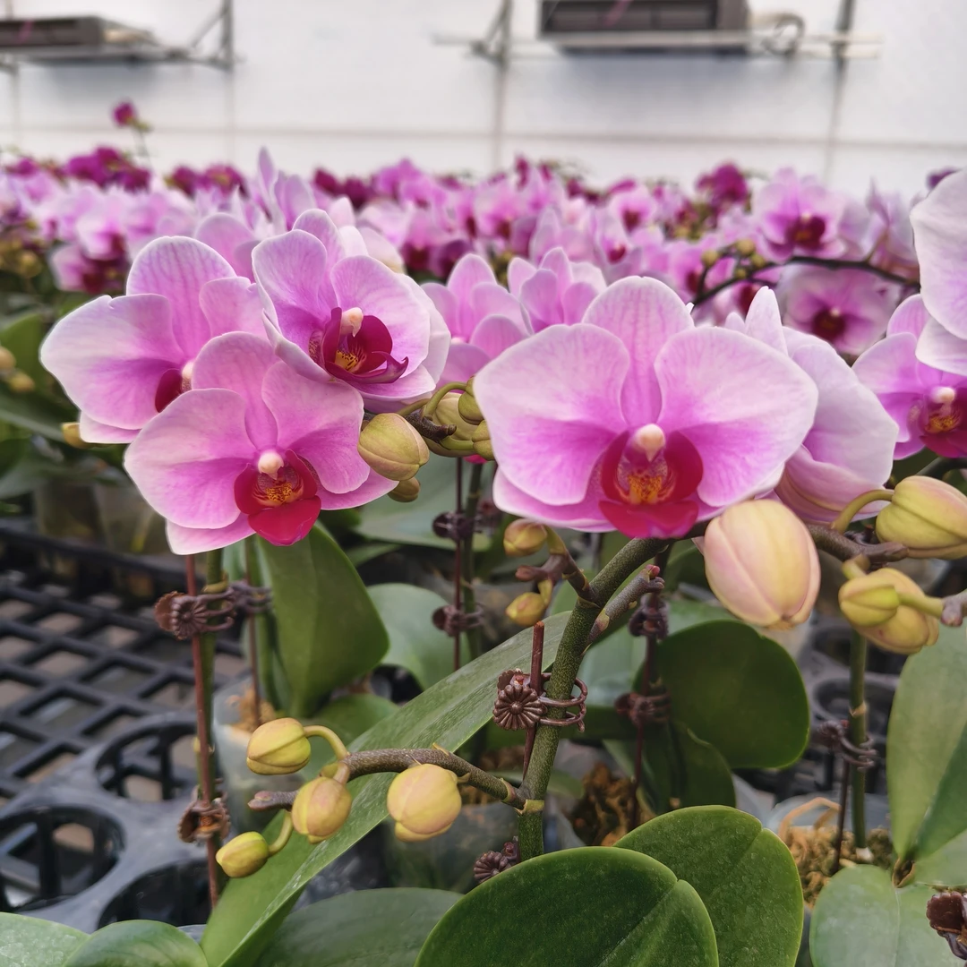 【宝贝】蝴蝶兰 粉紫色系经典品种 好看耐养 送人送礼