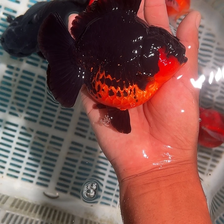 金鱼包邮123456789