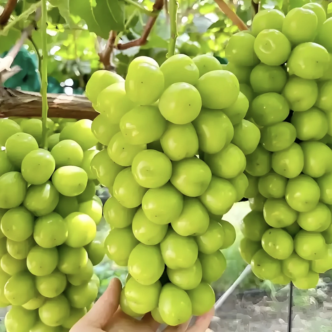 正宗湖南本地高山农家土蜂蜜