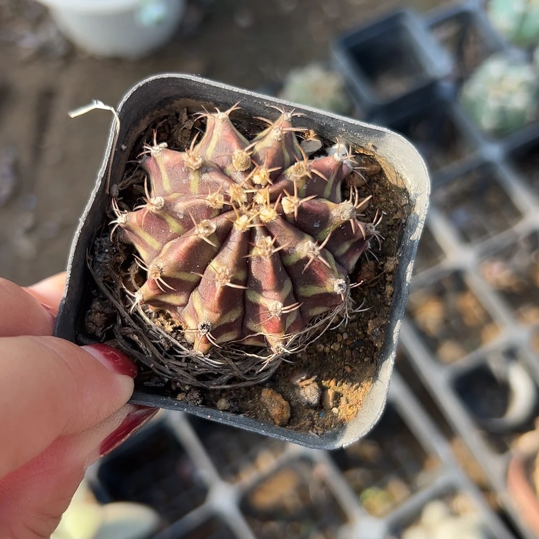 多肉植物多肉植物