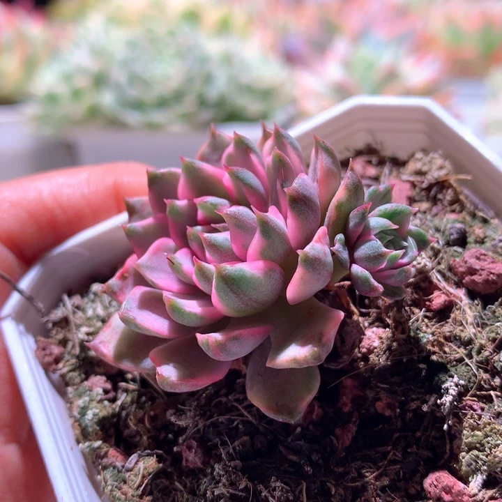 血燕白覆轮锦有根