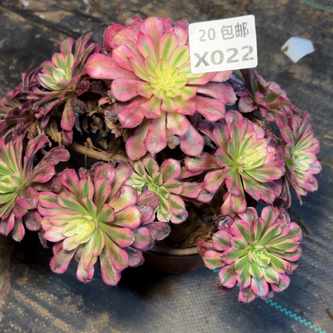 022红铜白多肉法师