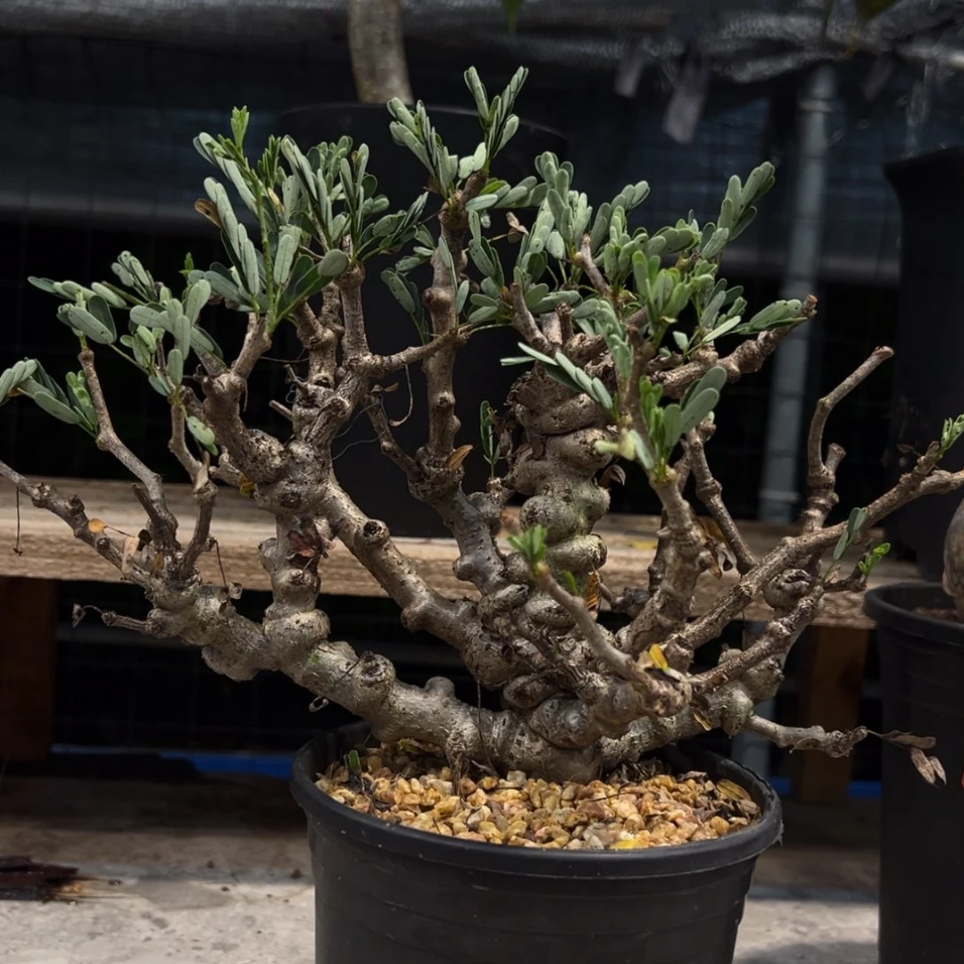 可***、242沙漠苏木块根植物脱土发货