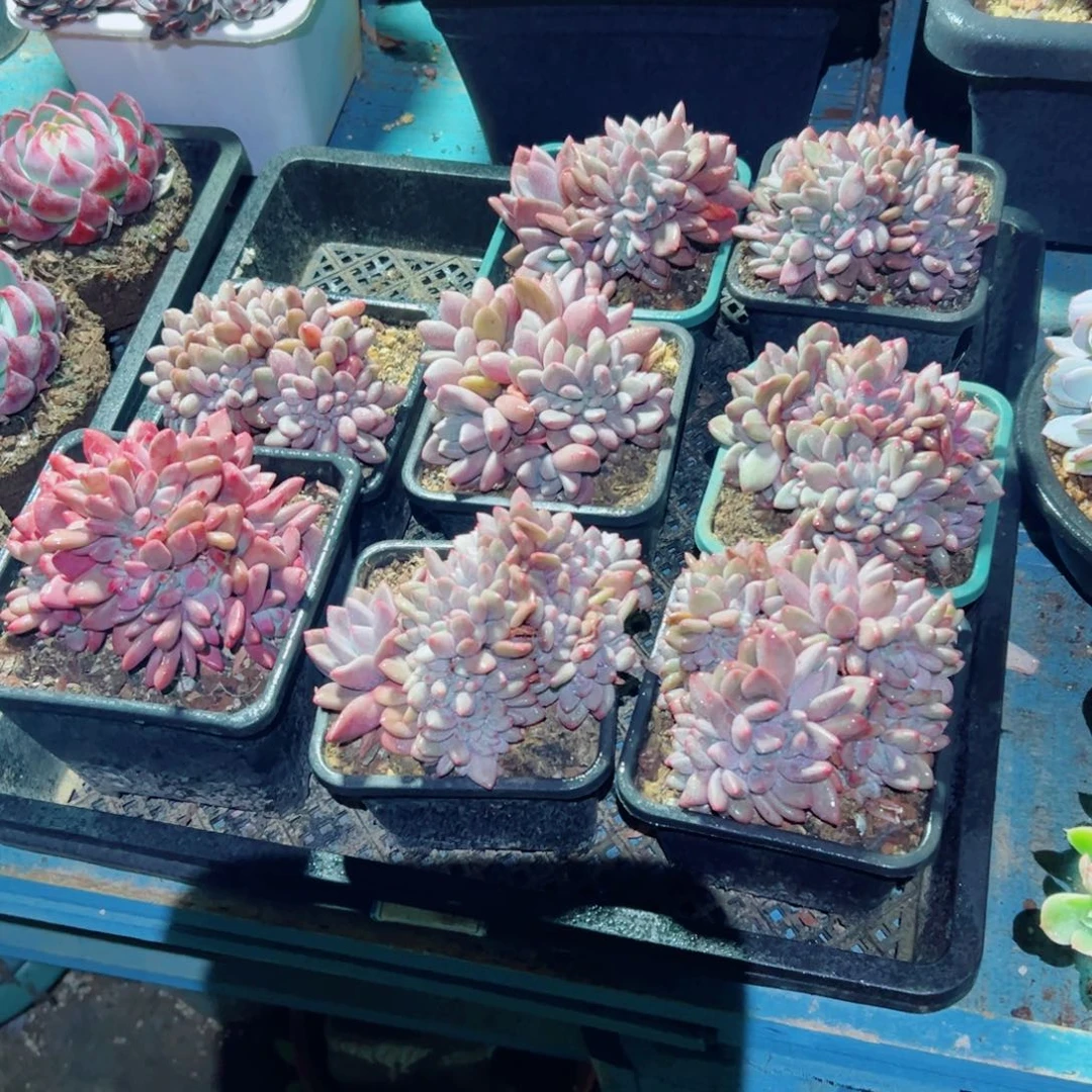 精品多肉植物老桩随机发一棵桃花源缀