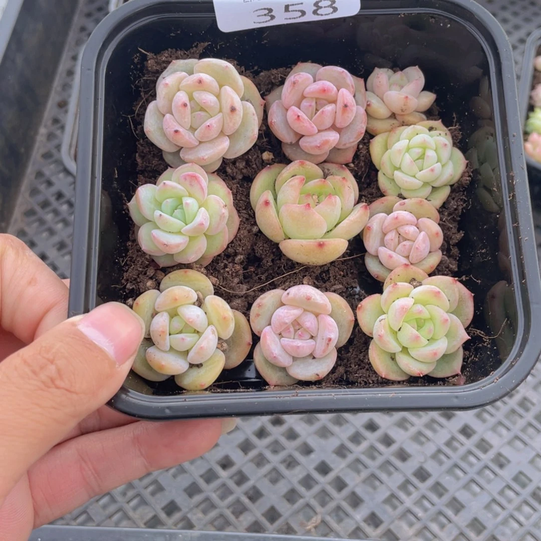 云糖心多肉植物358